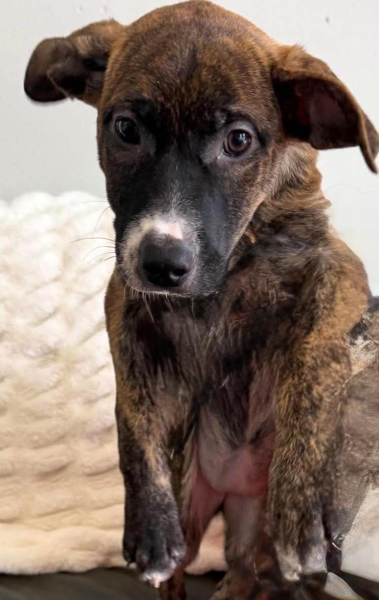 Enlarge Buttons, a ADOPTABLE mixed breed in Walker, LA image 2/3