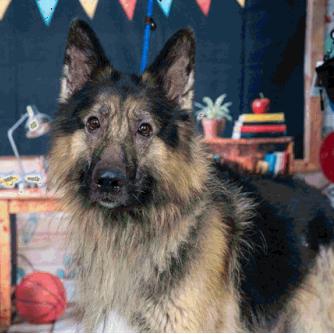 Enlarge Brutus D12294, a Adoptable mixed breed in St. Paul, MN image 1/3