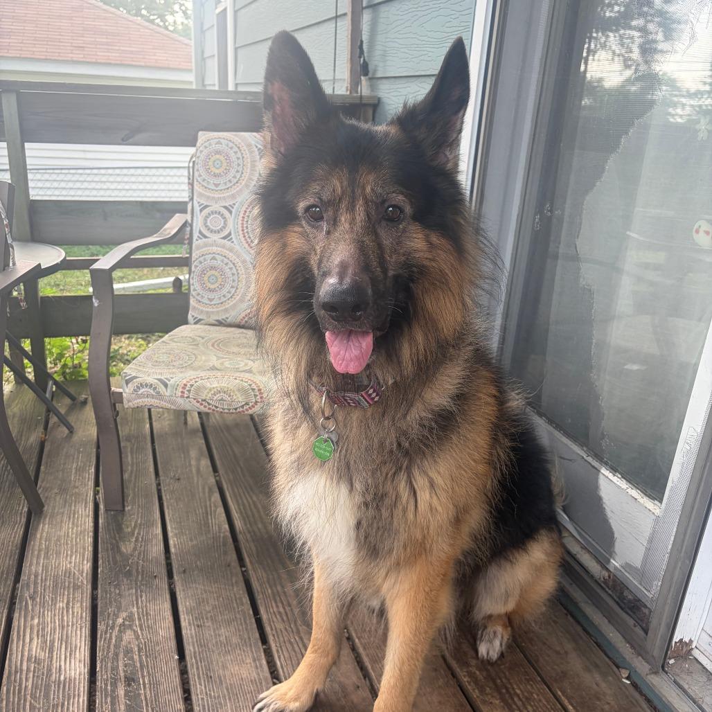 Enlarge Brutus D12294, a Adoptable mixed breed in St. Paul, MN image 2/3