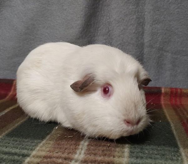 Enlarge Bertha, a Adoptable mixed breed in Vancouver, WA image 1/1