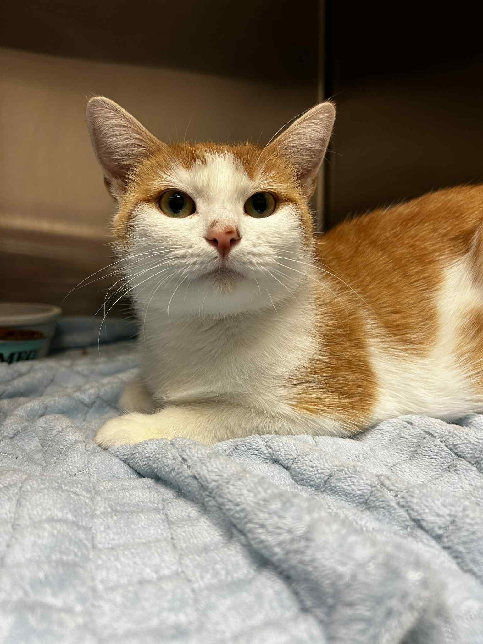 Sue Sylvester, Adoptable, Adult Female Domestic Short Hair.