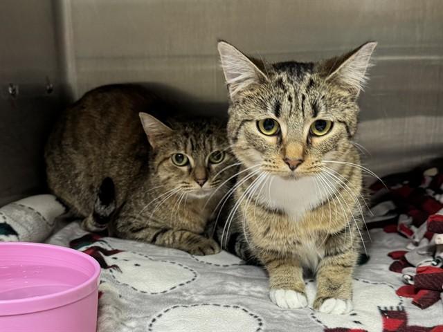 BUTTERSCOTCH — thumbnail 4