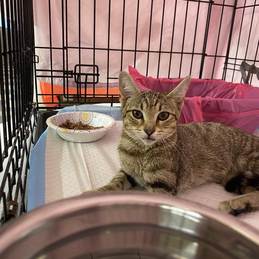 Enlarge Acorn, a Adoptable Domestic Short Hair in Union, MO image 1/1