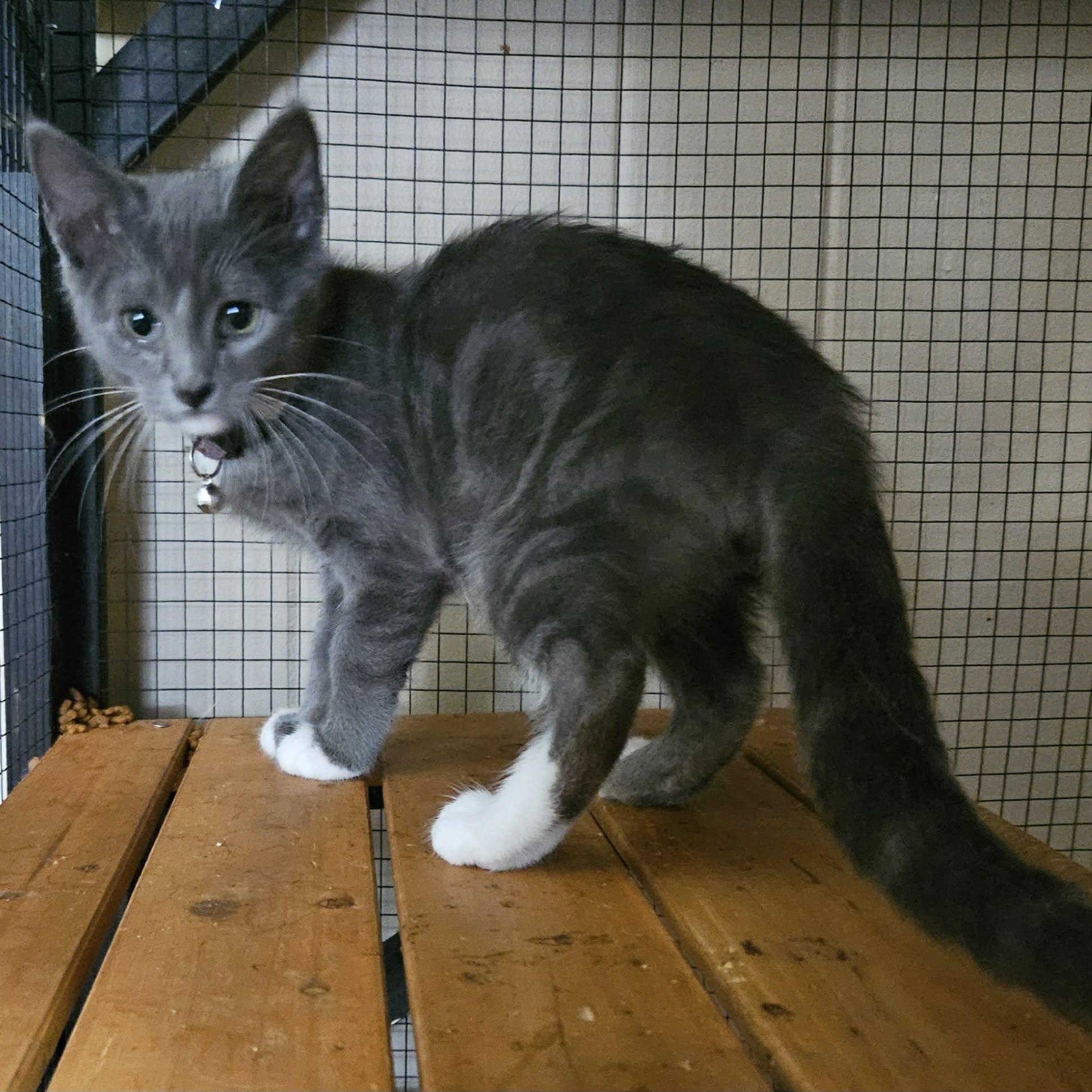 Butler, adopted, Kitten Male Domestic Short Hair.