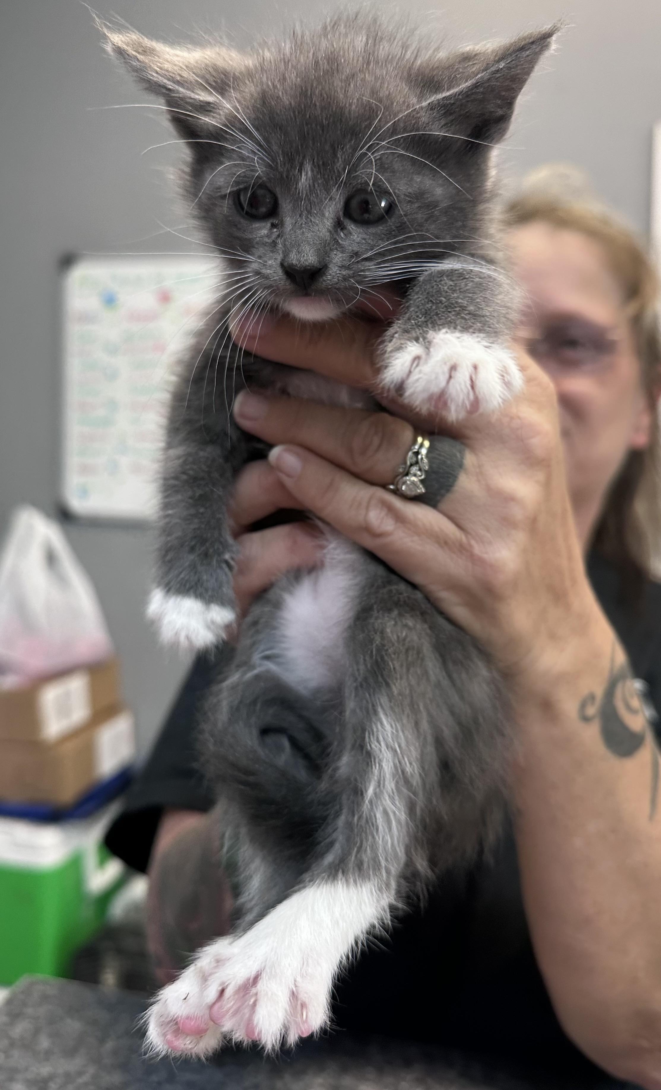 Butler, an adopted Domestic Short Hair in Dyersburg, TN image 2/2