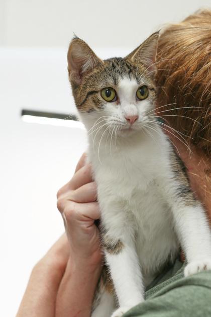 Kimmy, a Adoptable Domestic Short Hair in Morton Grove, IL image 1/3