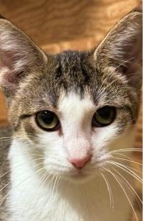 Kimmy, a Adoptable Domestic Short Hair in Morton Grove, IL image 2/3