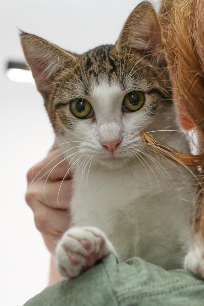 Kimmy, a Adoptable Domestic Short Hair in Morton Grove, IL image 3/3