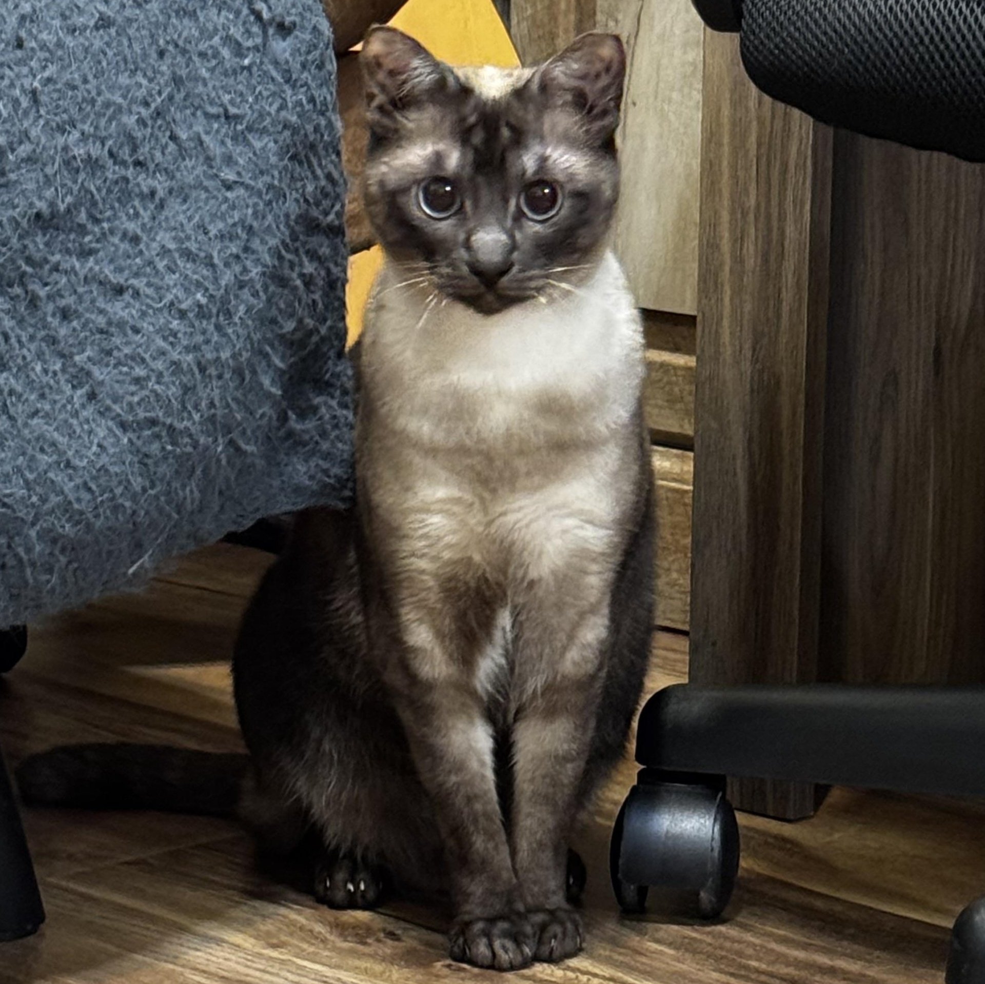 Enlarge Sol, an adopted mixed breed in Beaufort, SC image 2/6
