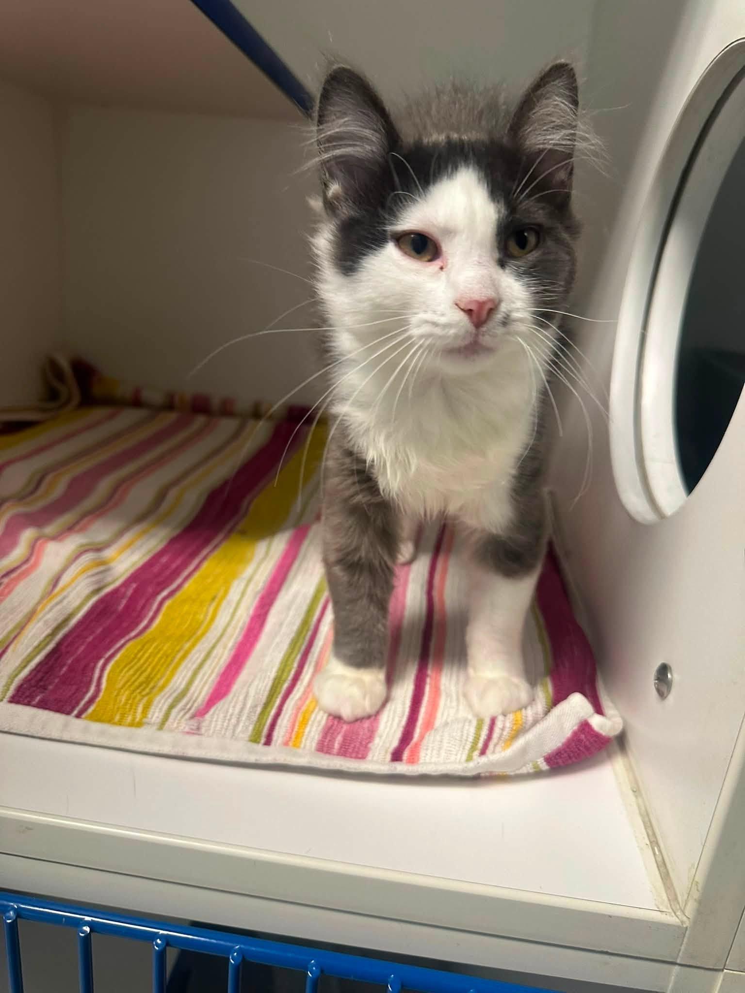 Rosie, an adopted Domestic Medium Hair in Clinton, IL image 2/4