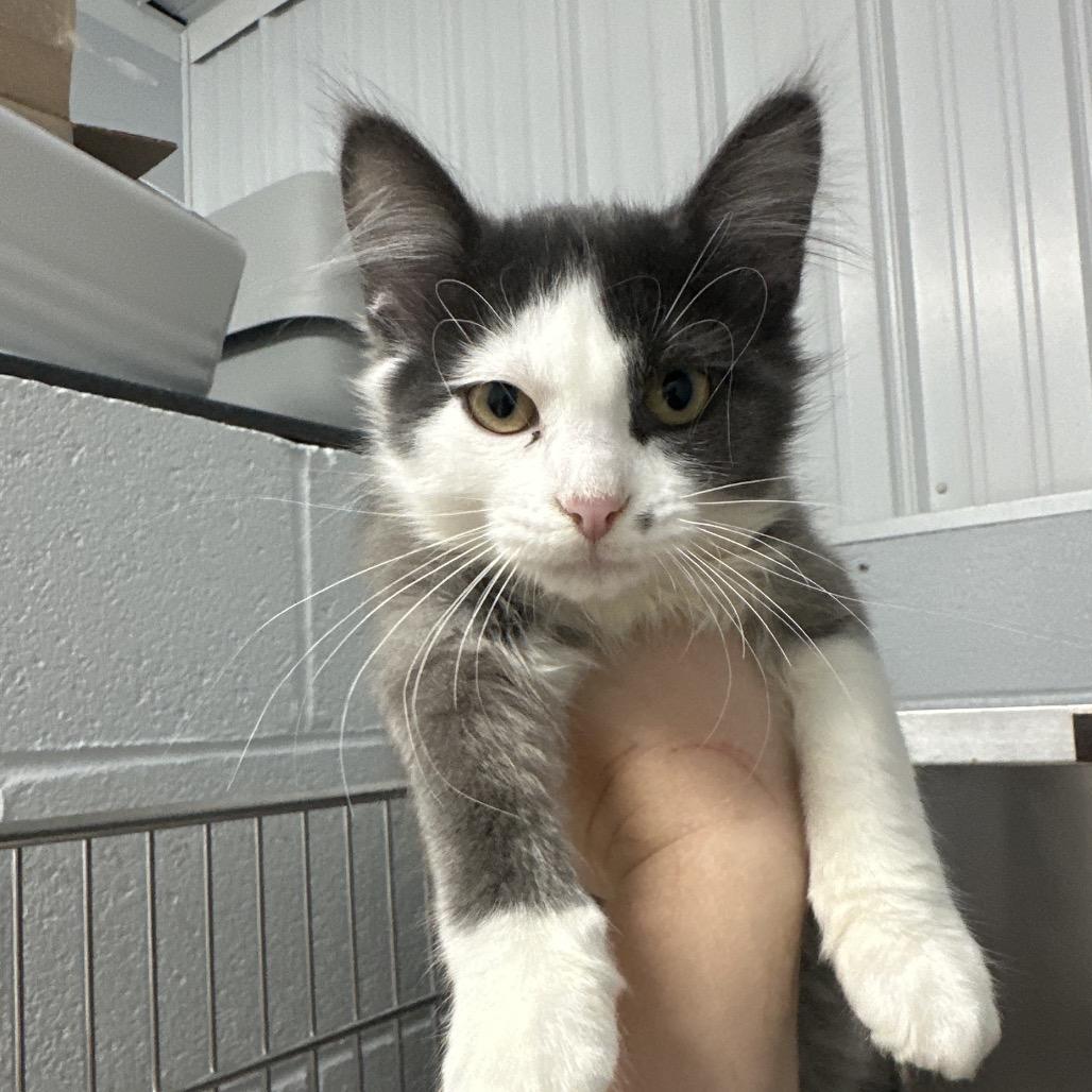 Rosie, an adopted Domestic Medium Hair in Clinton, IL image 1/4