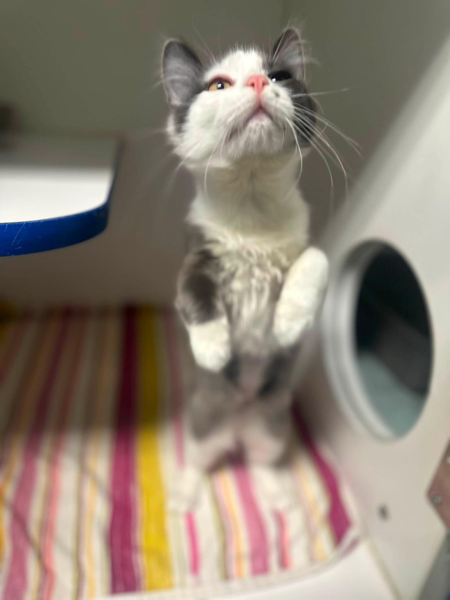 Rosie, an adopted Domestic Medium Hair in Clinton, IL image 3/4