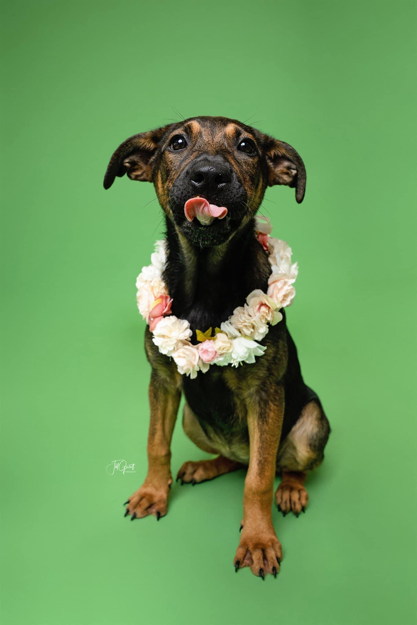 Wren, Baby Female German Shepherd Dog