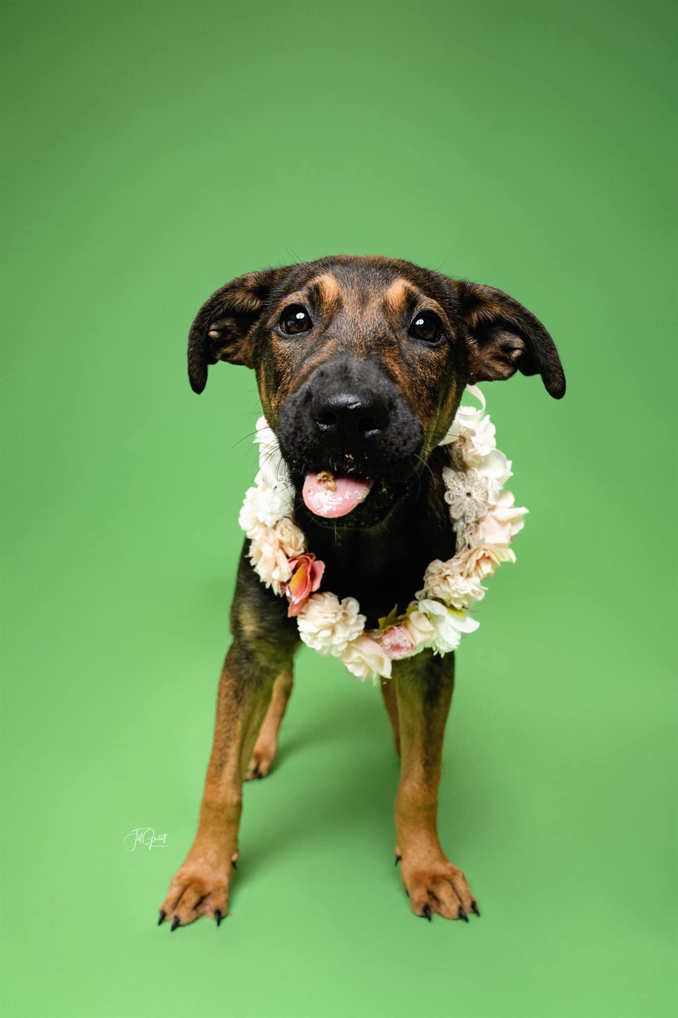 Wren, an adoptable German Shepherd Dog, Labrador Retriever in Bozeman, MT, 59715 | Photo Image 2