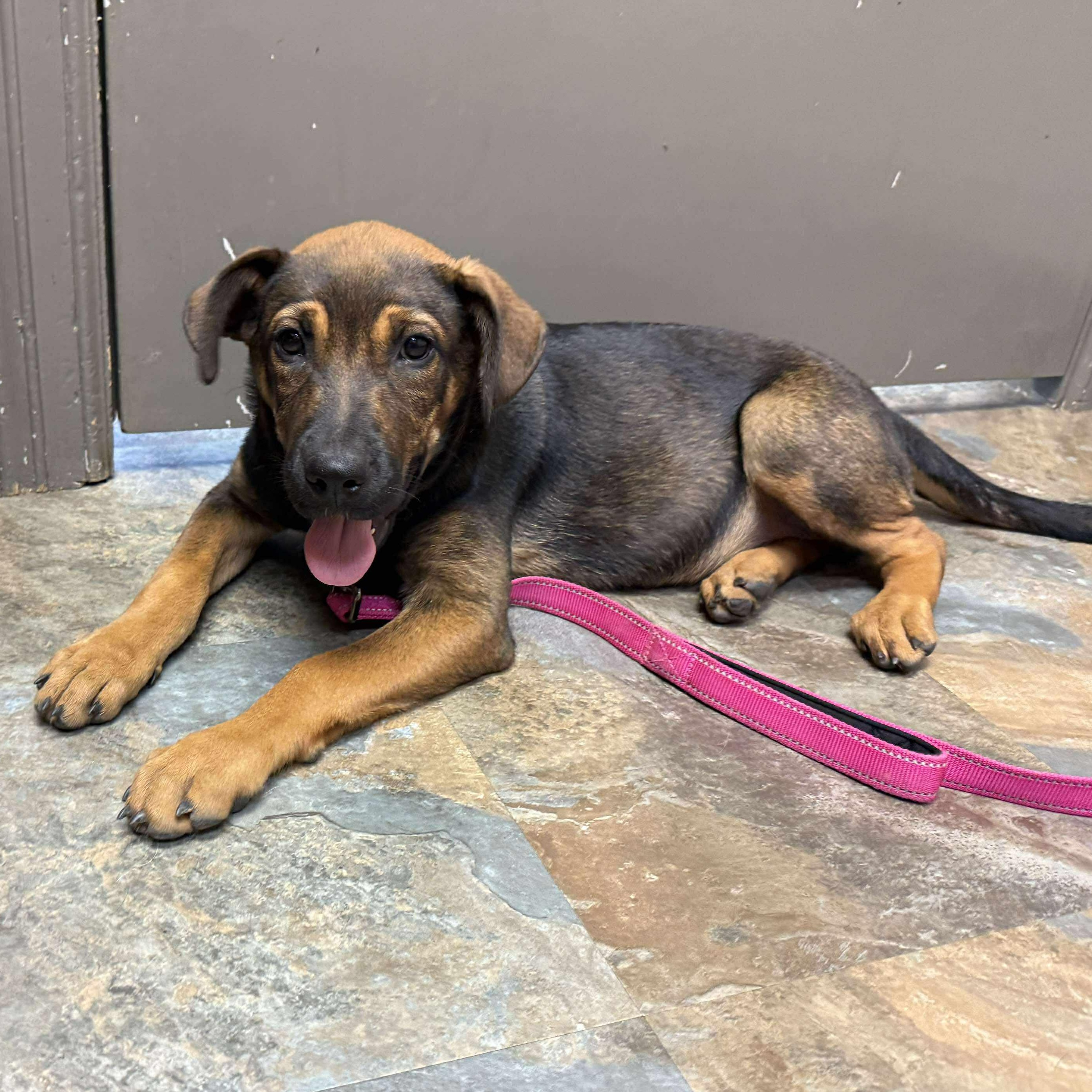Wren, an adoptable German Shepherd Dog, Labrador Retriever in Bozeman, MT, 59715 | Photo Image 3