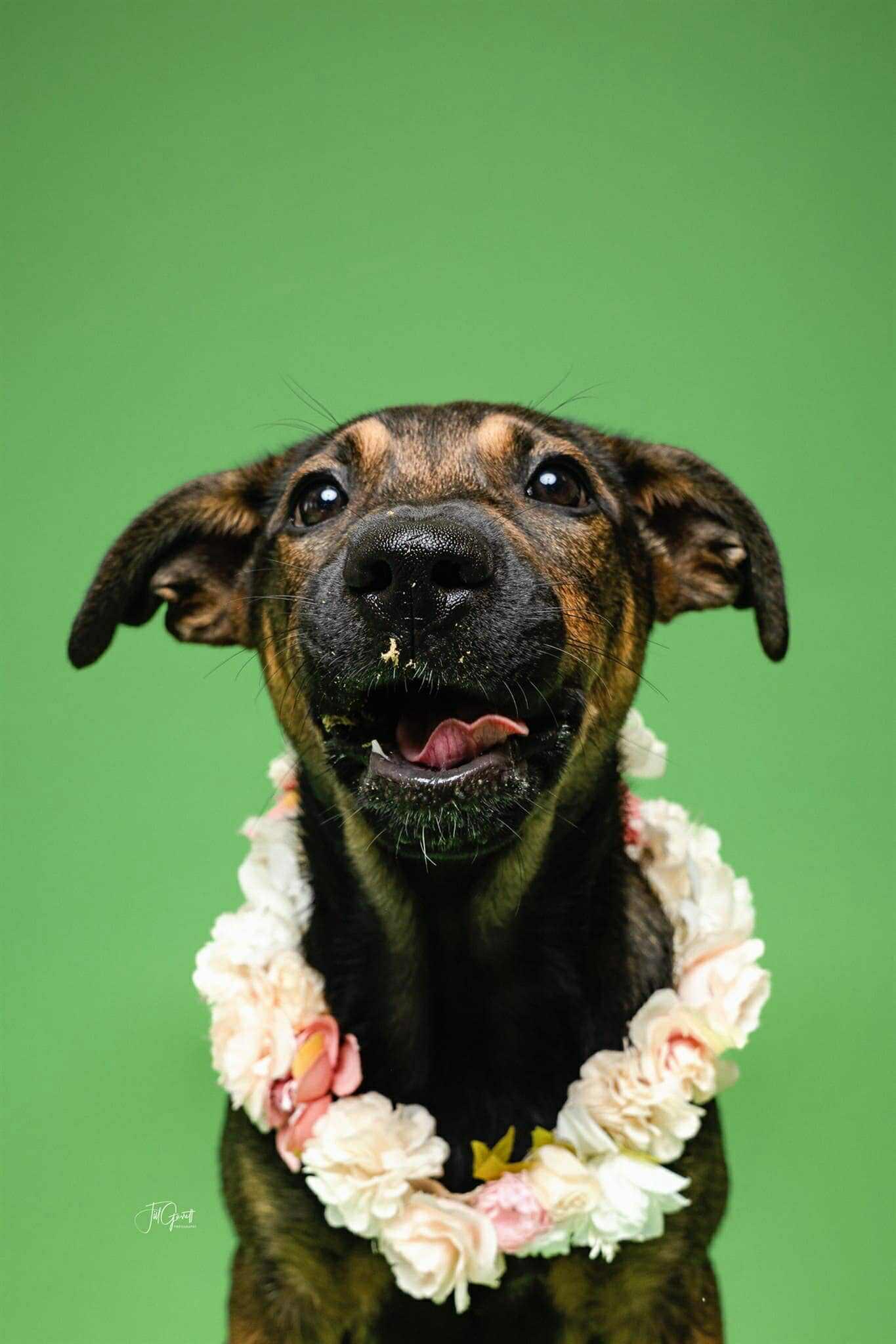 Wren, an adoptable German Shepherd Dog, Labrador Retriever in Bozeman, MT, 59715 | Photo Image 4