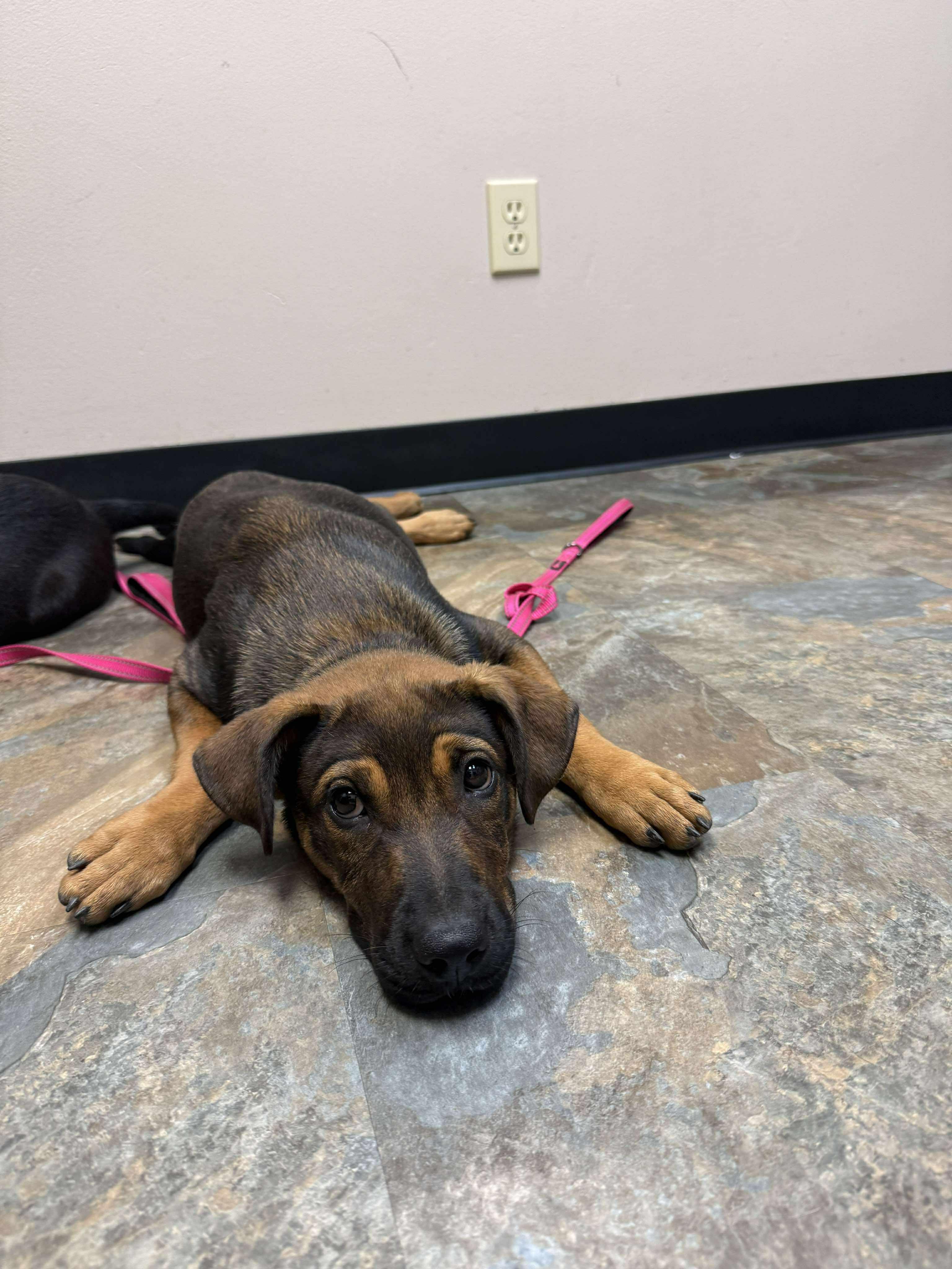 Wren, an adoptable German Shepherd Dog, Labrador Retriever in Bozeman, MT, 59715 | Photo Image 6