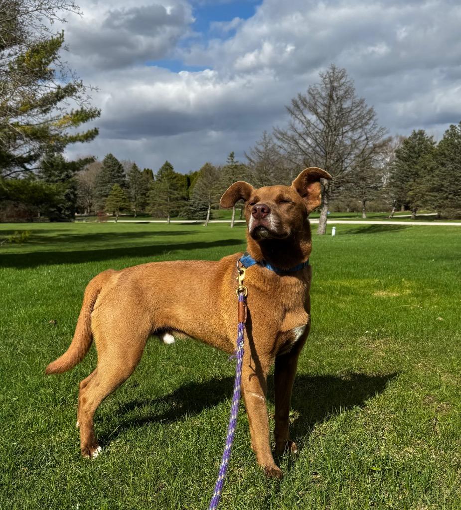 Enlarge Sid, a Adoptable mixed breed in Fond Du Lac, WI image 1/5