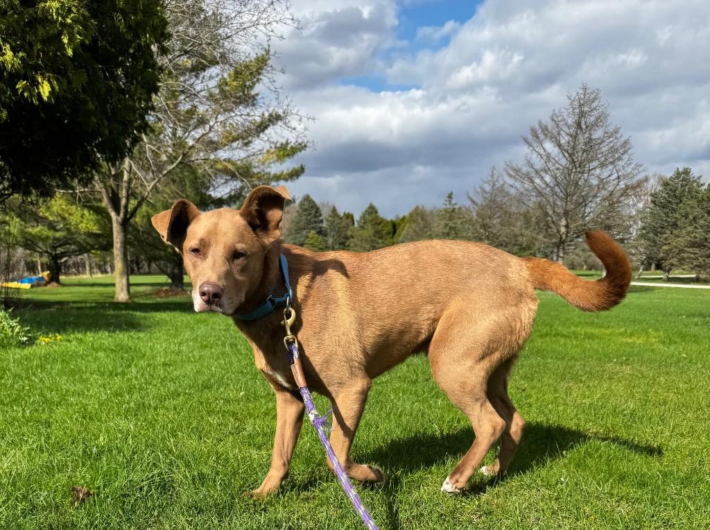 Enlarge Sid, a Adoptable mixed breed in Fond Du Lac, WI image 2/5
