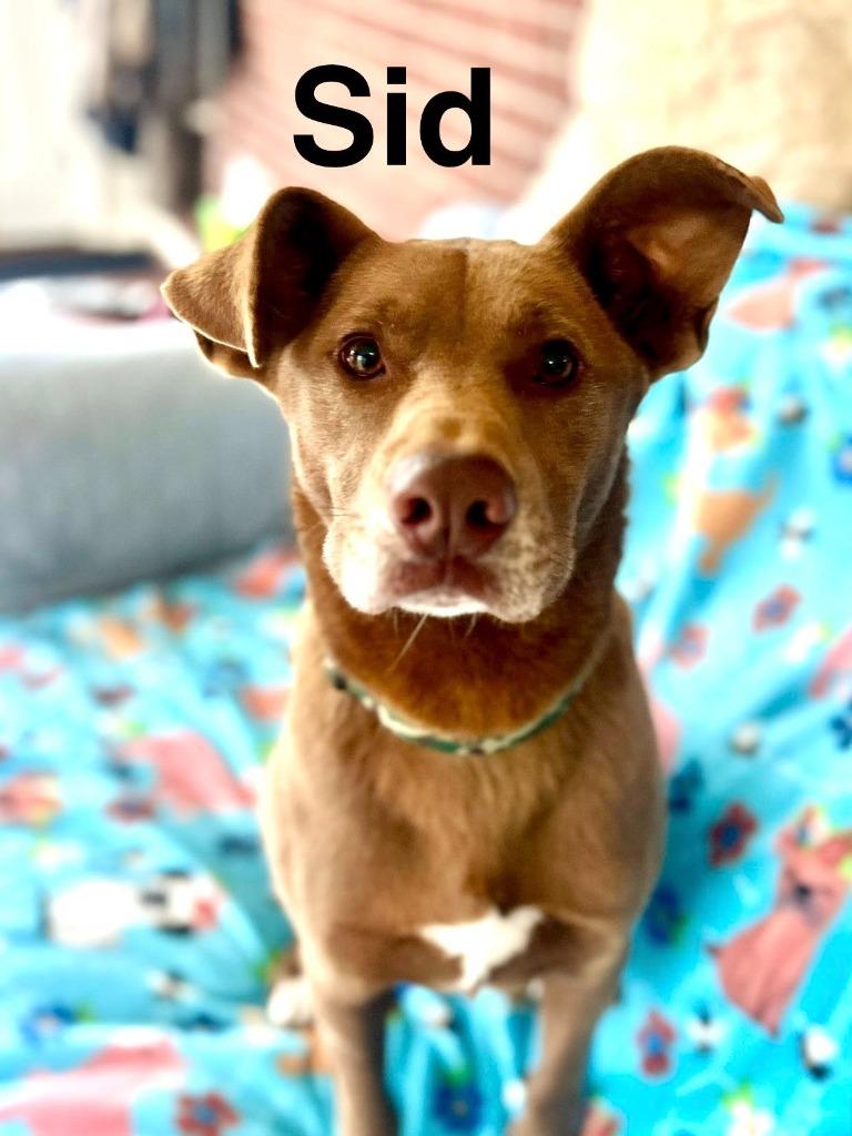 Enlarge Sid, a Adoptable mixed breed in Fond Du Lac, WI image 1/4