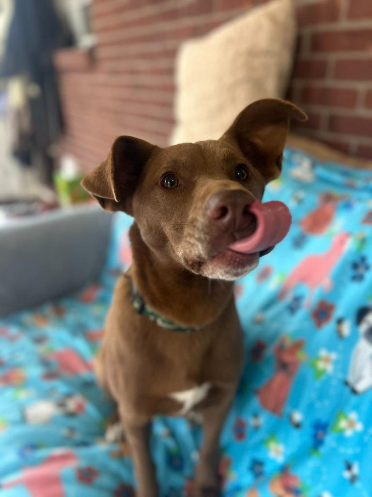 Enlarge Sid, a Adoptable mixed breed in Fond Du Lac, WI image 3/5