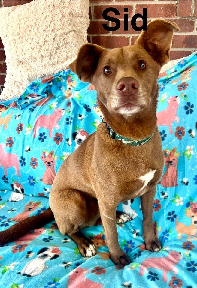 Enlarge Sid, a Adoptable mixed breed in Fond Du Lac, WI image 2/4