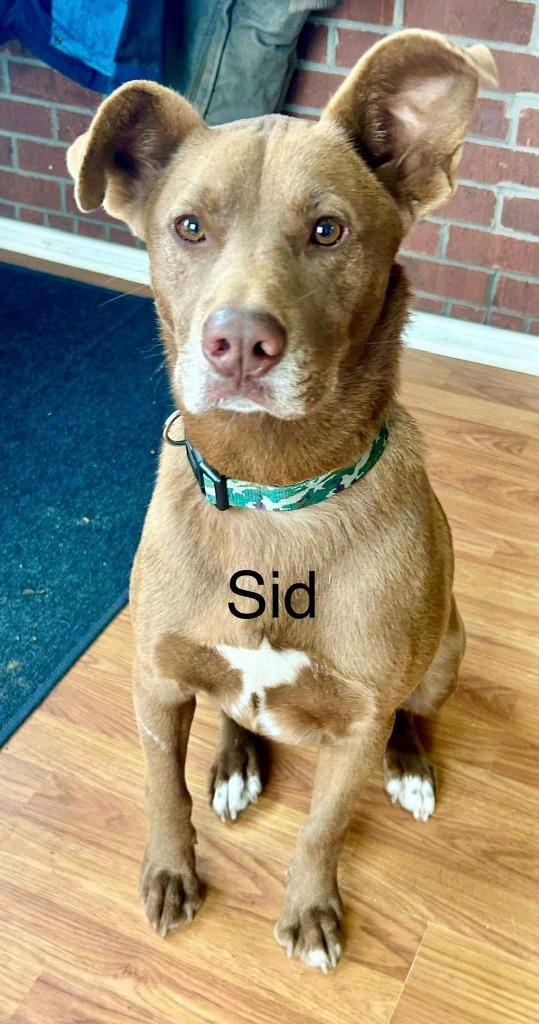 Enlarge Sid, a Adoptable mixed breed in Fond Du Lac, WI image 3/4