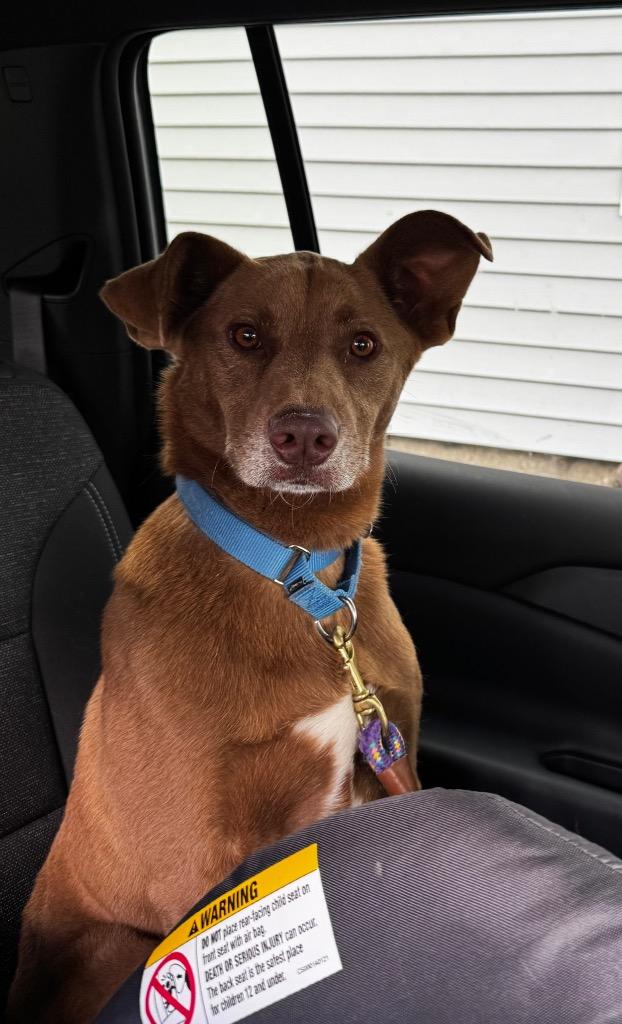 Enlarge Sid, a Adoptable mixed breed in Fond Du Lac, WI image 4/5