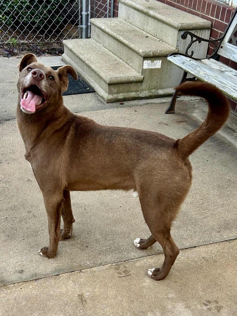 Enlarge Sid, a Adoptable mixed breed in Fond Du Lac, WI image 4/4