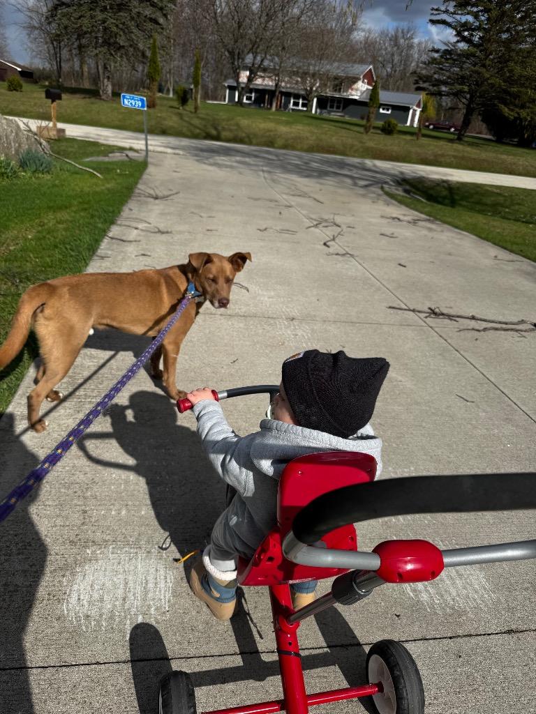 Enlarge Sid, a Adoptable mixed breed in Fond Du Lac, WI image 5/5