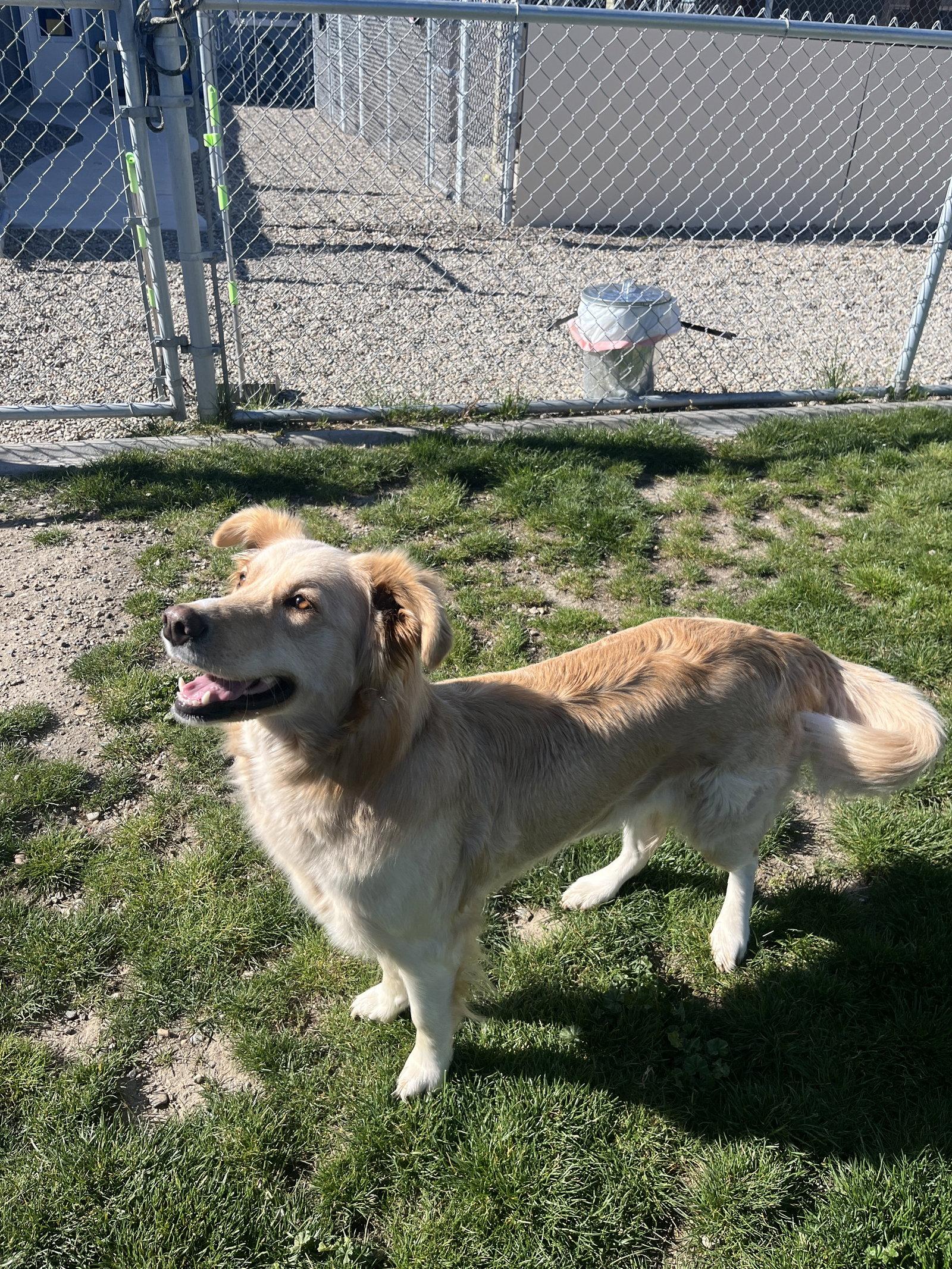 Adoption Pending - Blondie, Adoptable, Young Female Mixed Breed.