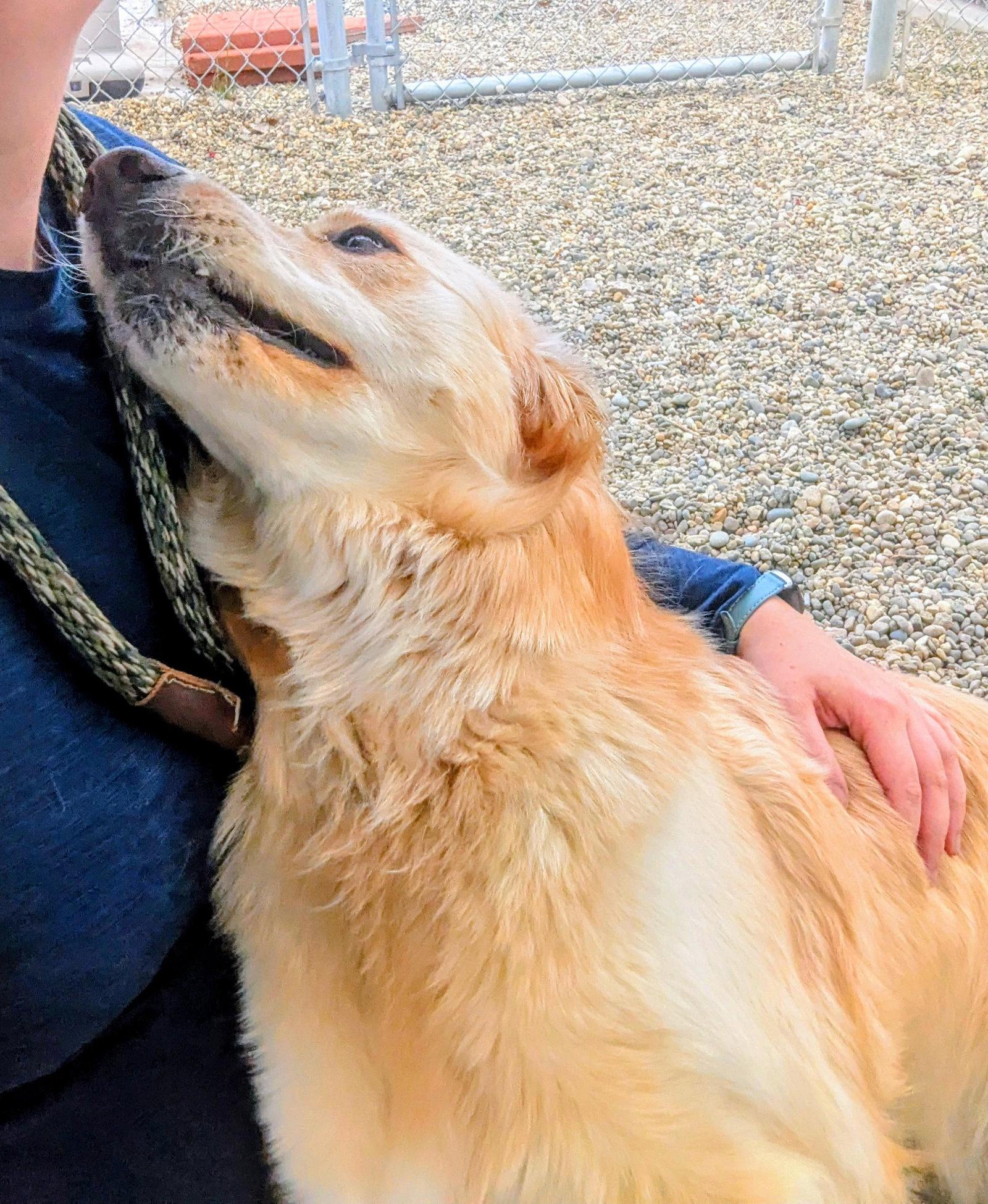 Enlarge Adoption Pending - Blondie, a Adoptable Mixed Breed in Emmett, ID image 2/3