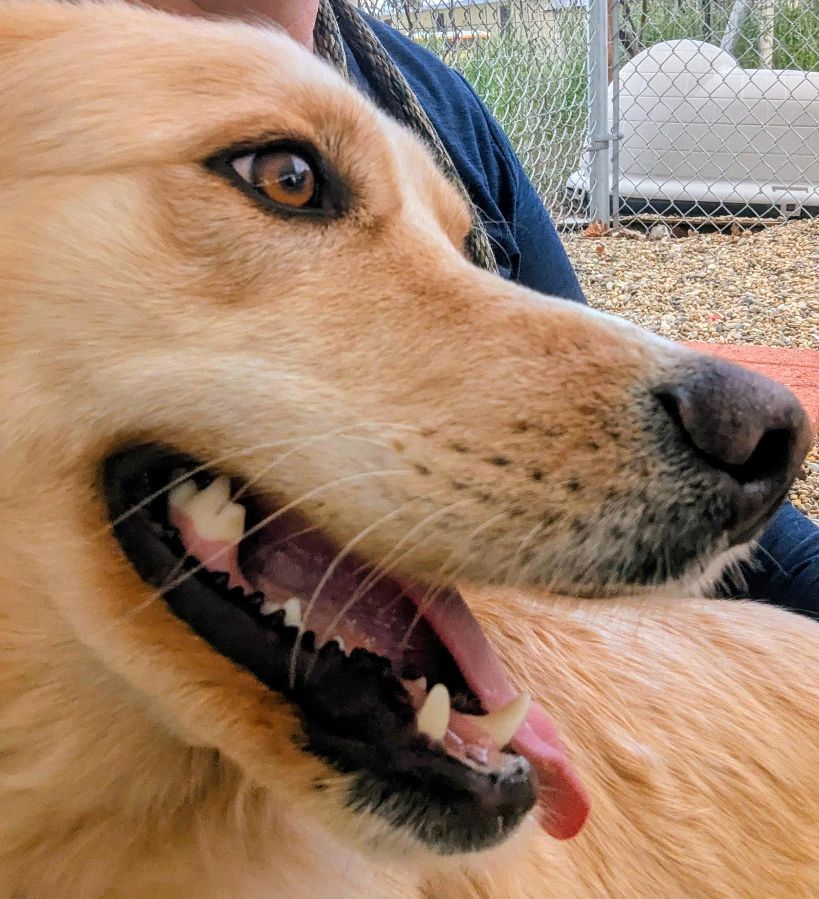 Enlarge Adoption Pending - Blondie, a Adoptable Mixed Breed in Emmett, ID image 3/3
