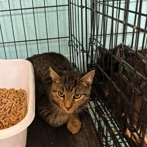 Nutmeg, a Adoptable Domestic Short Hair in Gadsden, AL image 2/3