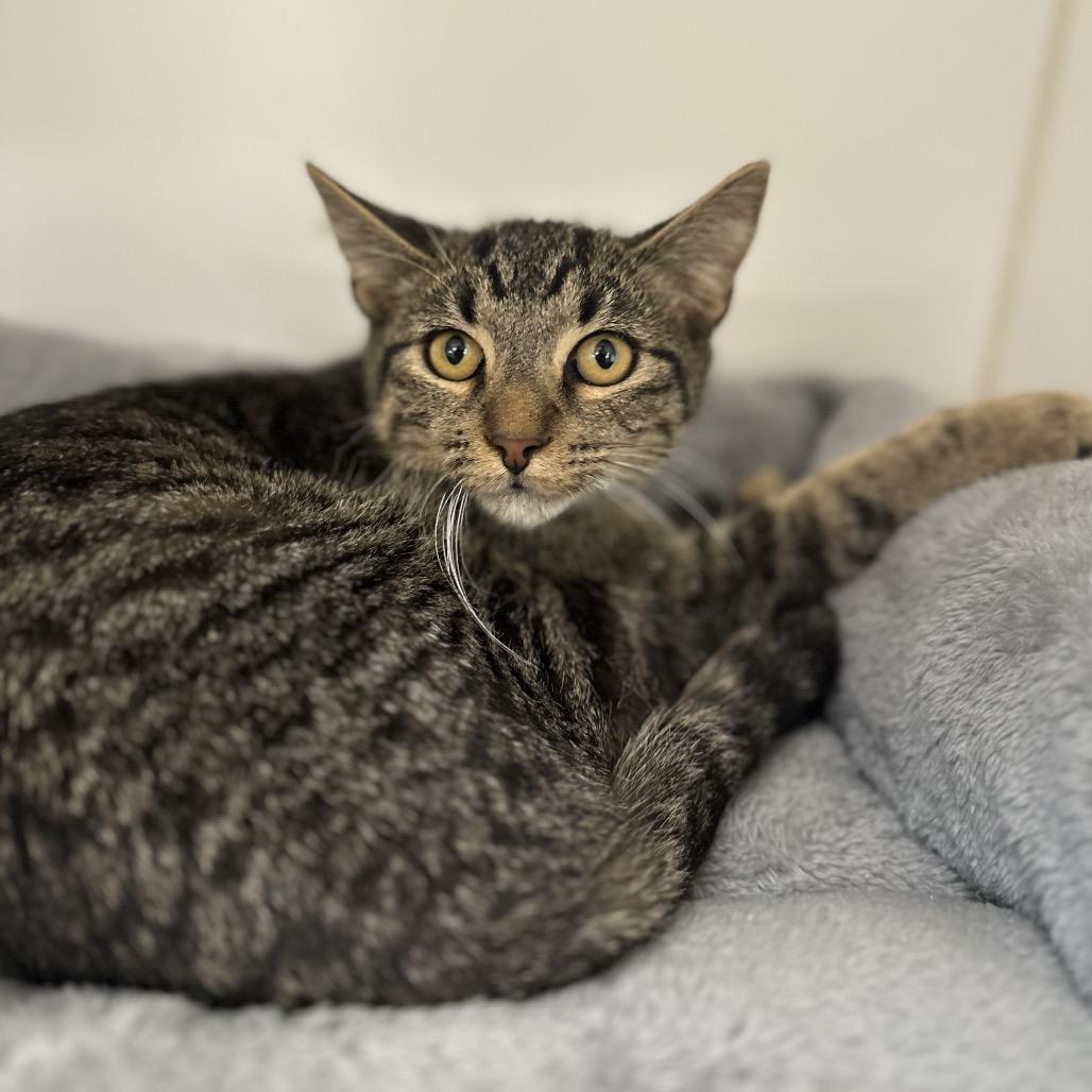 Nutmeg, a Adoptable Domestic Short Hair in Gadsden, AL image 3/3