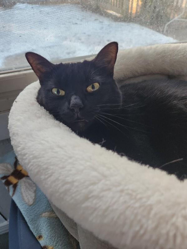 Mini Bean, Adoptable, Adult Female Domestic Short Hair.