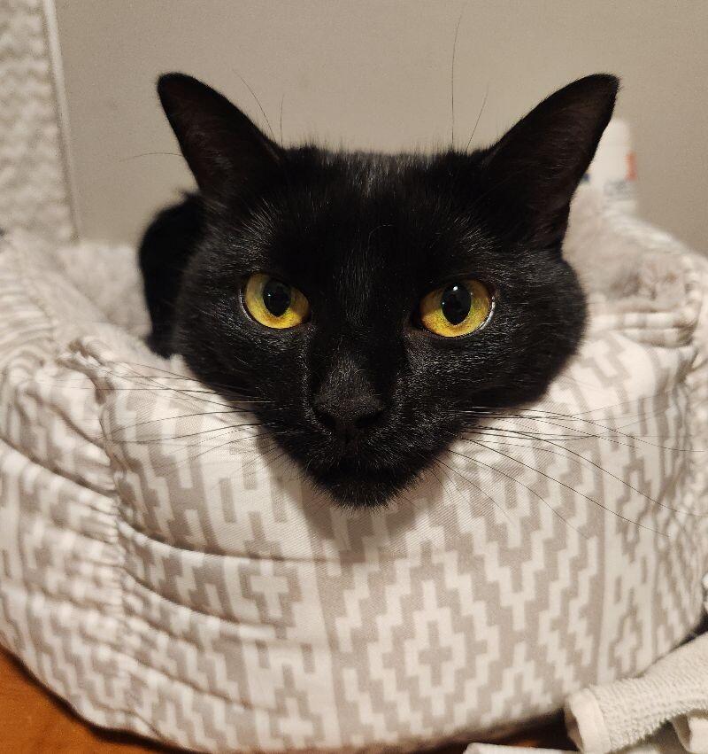 Mini Bean, a Adoptable Domestic Short Hair in Grand Rapids, MI image 1/6