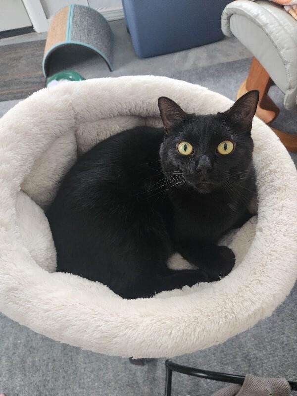 Enlarge Mini Bean, a Adoptable Domestic Short Hair in Grand Rapids, MI image 3/6