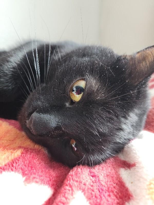 Enlarge Mini Bean, a Adoptable Domestic Short Hair in Grand Rapids, MI image 4/6