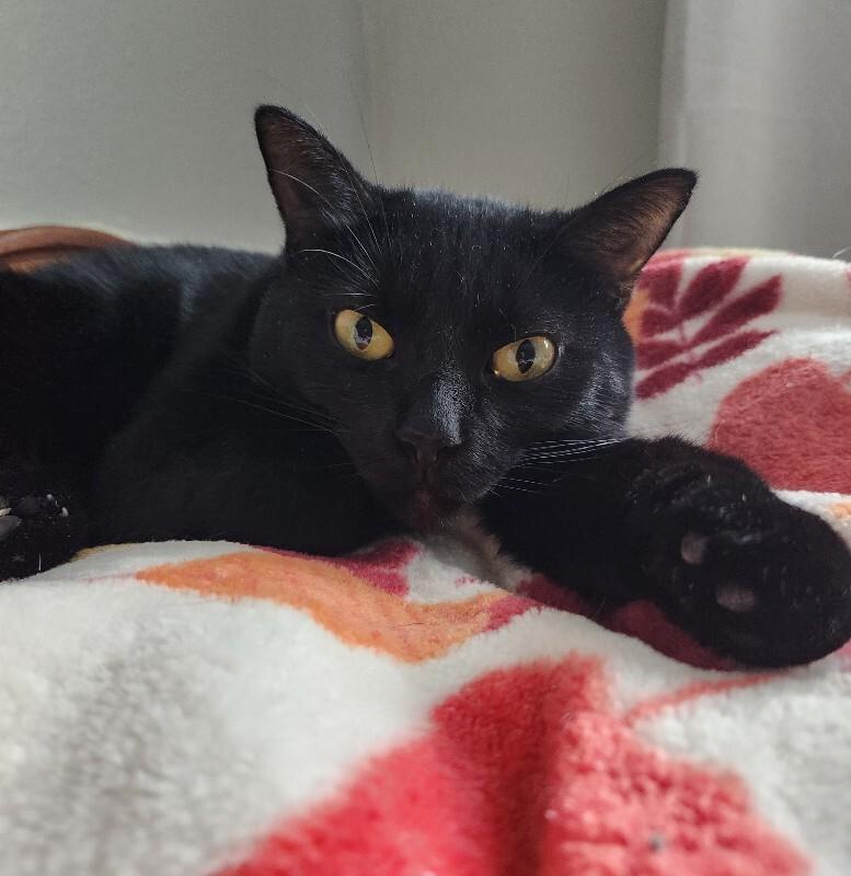 Enlarge Mini Bean, a Adoptable Domestic Short Hair in Grand Rapids, MI image 5/6