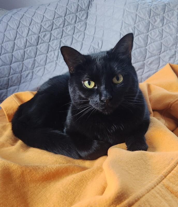 Mini Bean, a Adoptable Domestic Short Hair in Grand Rapids, MI image 3/6