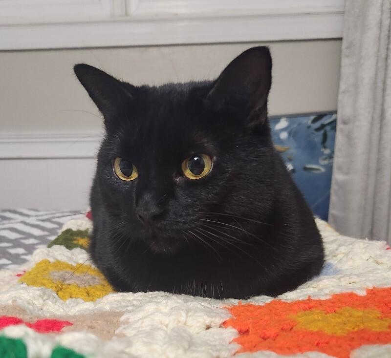 Mini Bean, a Adoptable Domestic Short Hair in Grand Rapids, MI image 4/6