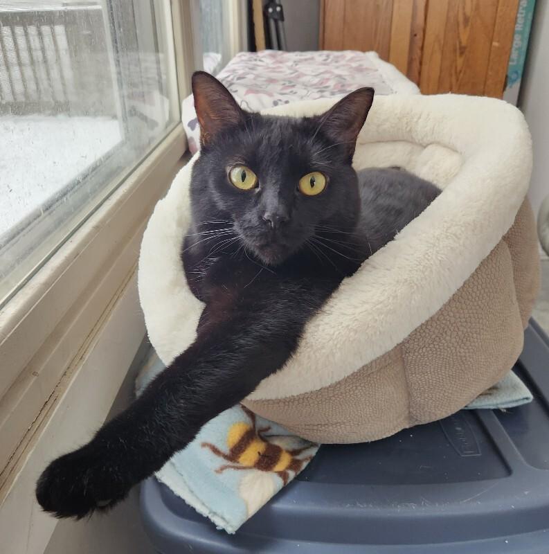 Enlarge Mini Bean, a Adoptable Domestic Short Hair in Grand Rapids, MI image 6/6