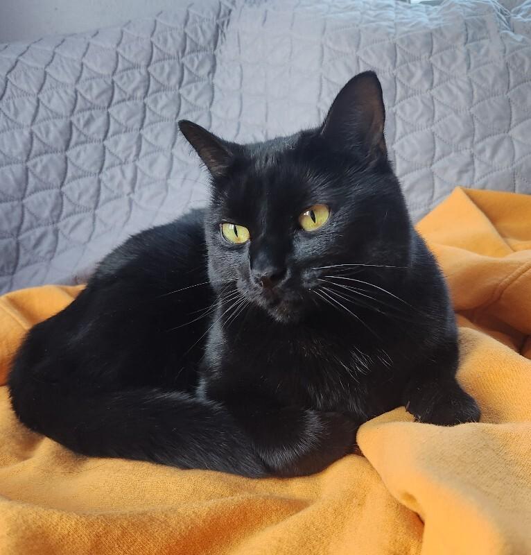 Mini Bean, a Adoptable Domestic Short Hair in Grand Rapids, MI image 5/6