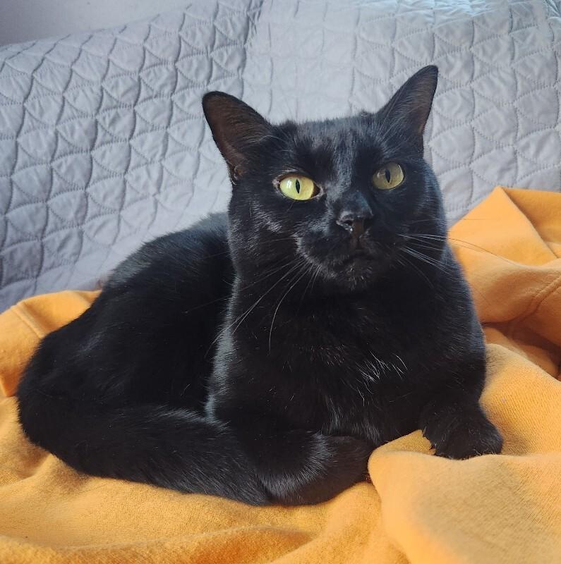 Mini Bean, a Adoptable Domestic Short Hair in Grand Rapids, MI image 6/6