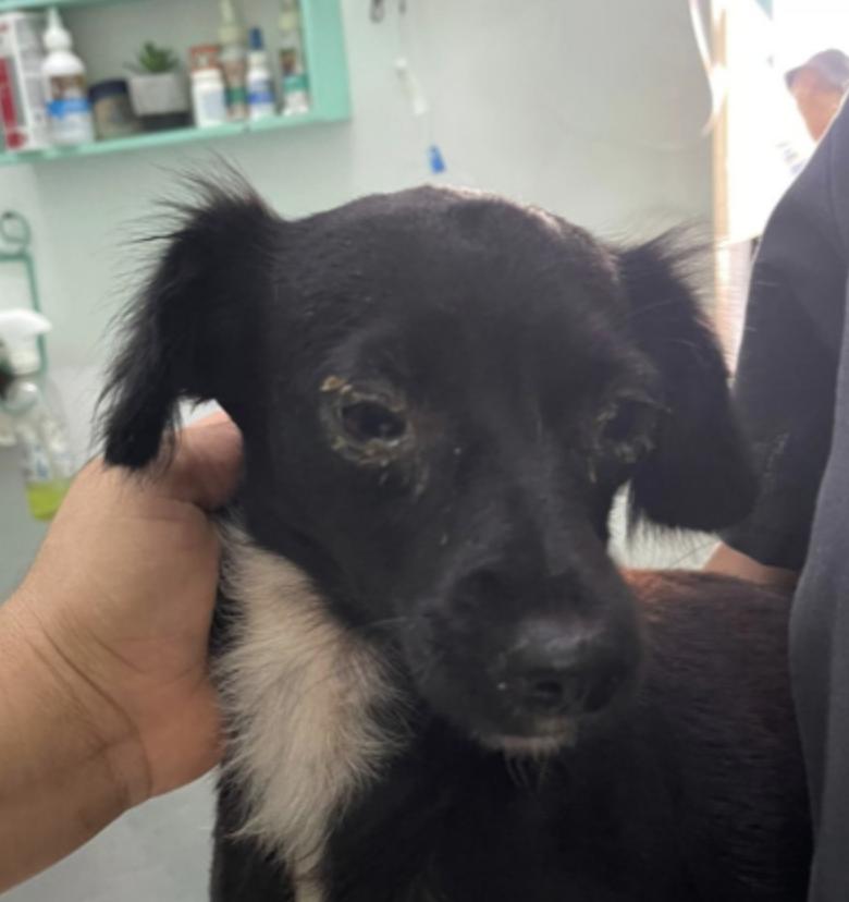 Muffin 2, adopted, Adult Female Pomeranian.