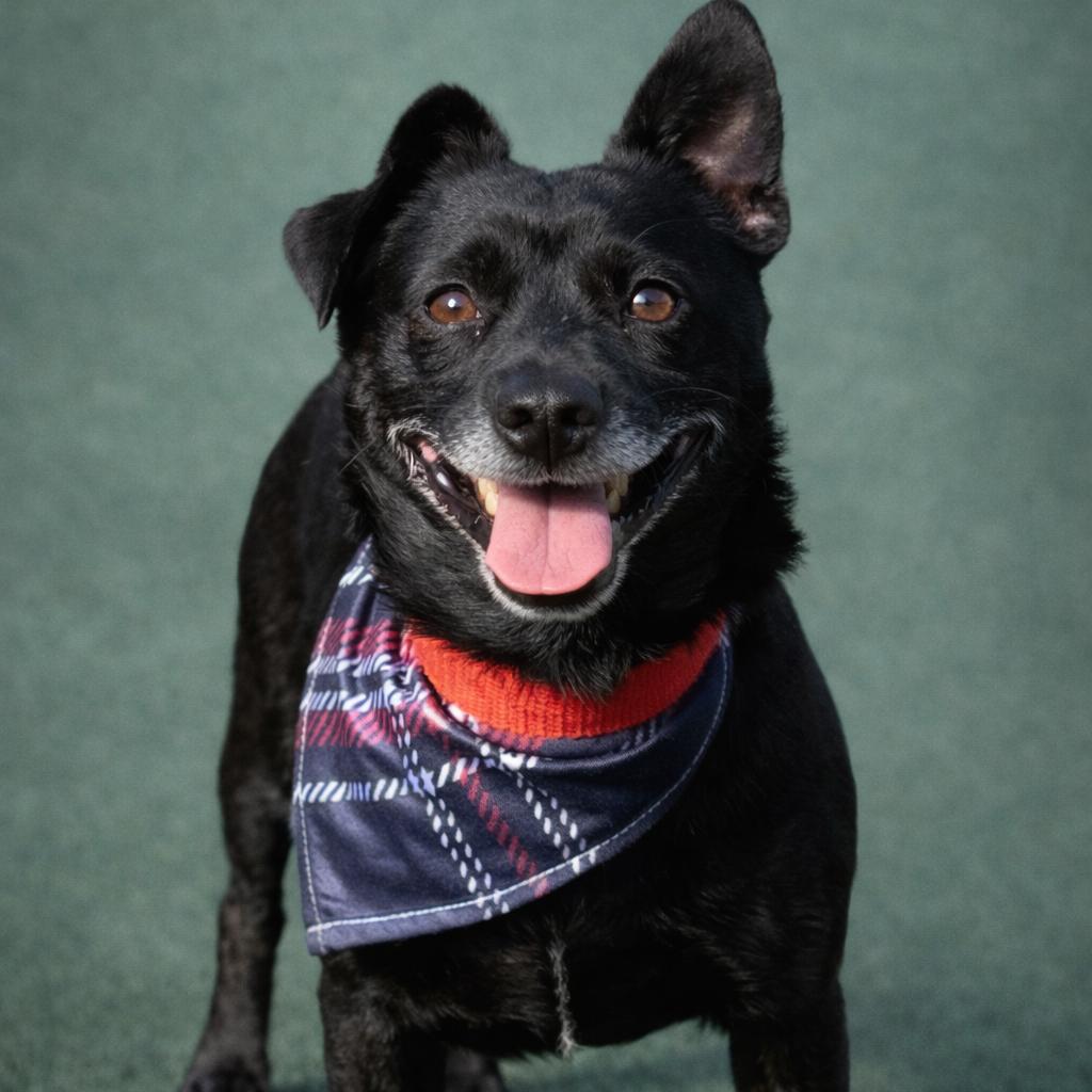 Enlarge Mack, a Adoptable Chihuahua in San Antonio, TX image 1/5