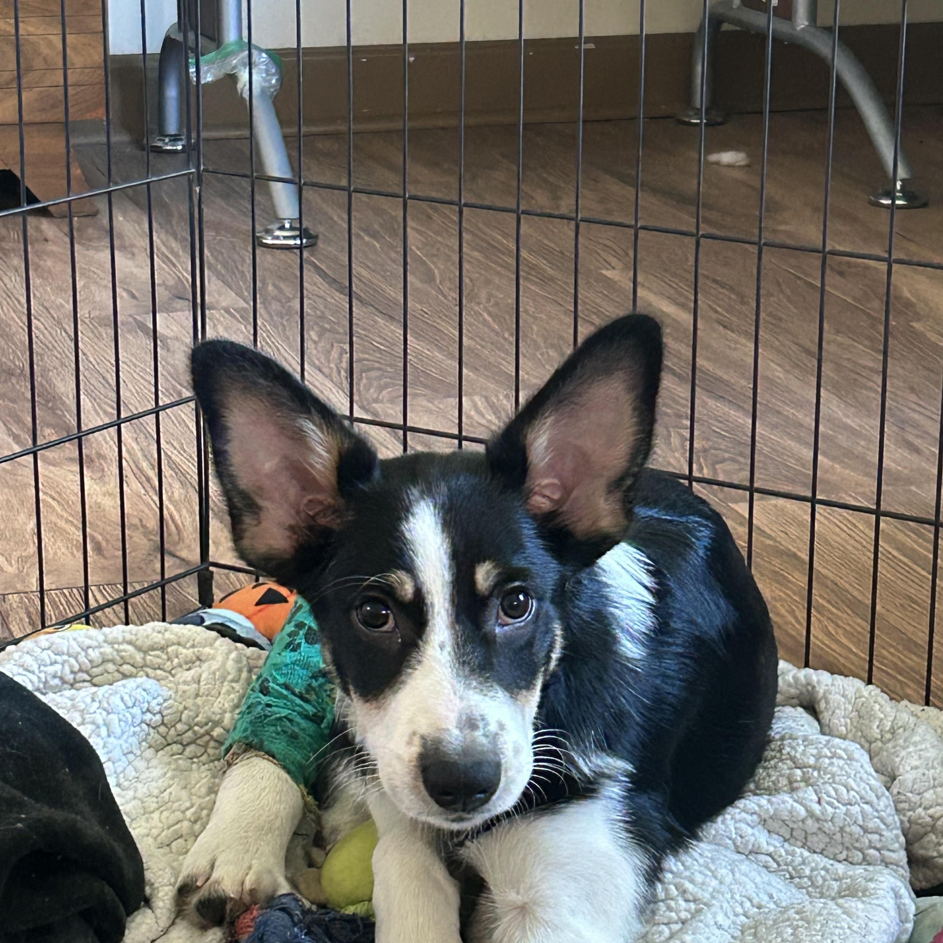 Enlarge Jack, a Adoptable mixed breed in Crystal Lake, IL image 2/6