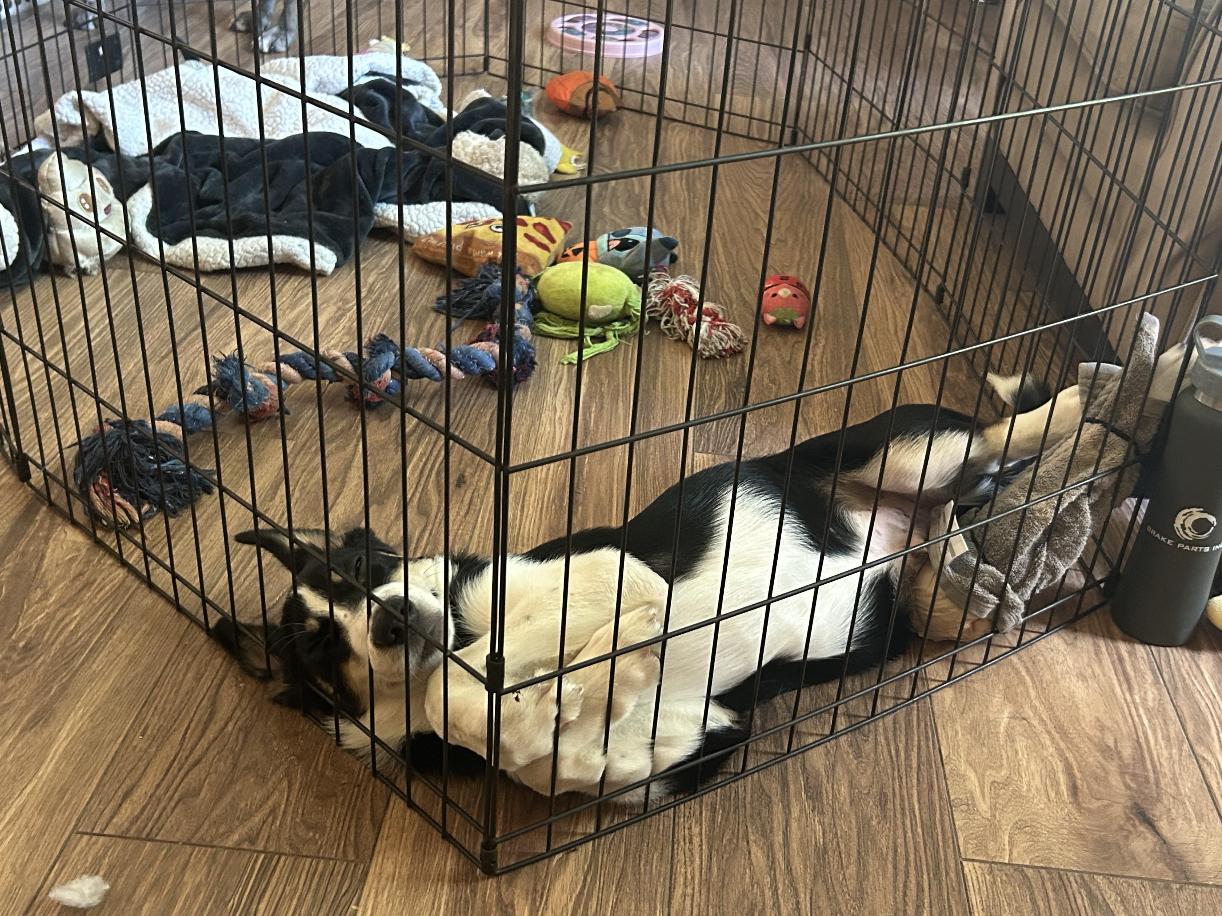 Enlarge Jack, a Adoptable mixed breed in Crystal Lake, IL image 3/6