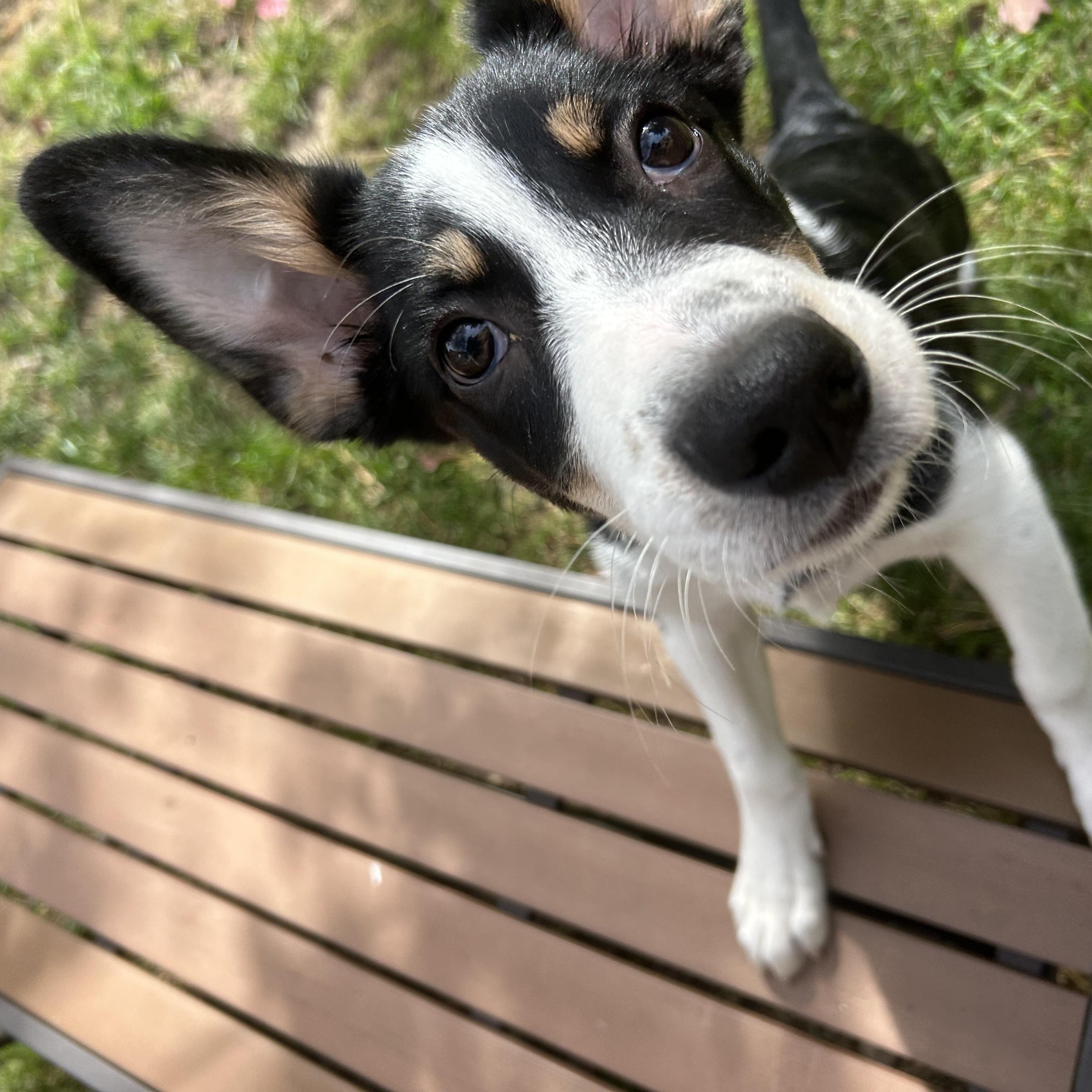 Enlarge Jack, a Adoptable mixed breed in Crystal Lake, IL image 5/6